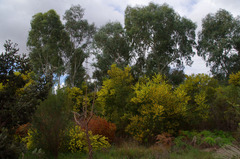 Acacia longifolia longifolia