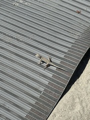 Holbrookia propinqua