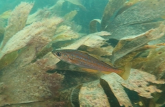 Pollachius pollachius