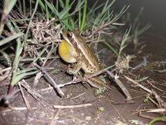 Boana pulchella