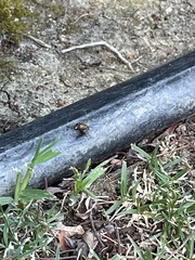 Lucilia sericata