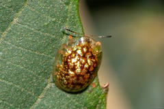 Cteisella