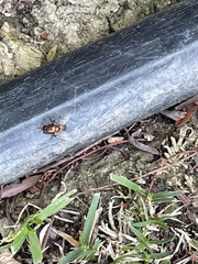 Lucilia sericata