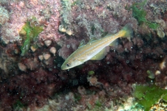 Pollachius pollachius