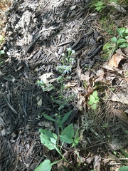 Symphyotrichum ontarionis