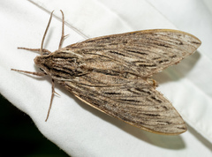 Sphinx canadensis