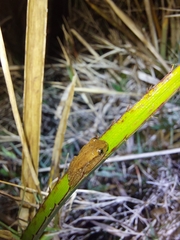 Dendropsophus sanborni