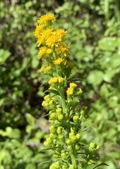 Solidago puberula