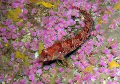 Parablennius ruber