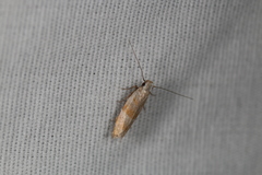 Battaristis vittella