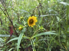 Bidens laevis