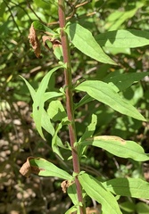 Solidago puberula