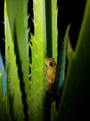 Dendropsophus sanborni