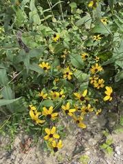 Rudbeckia