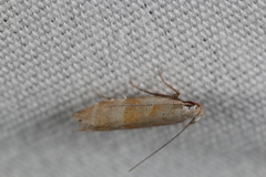 Battaristis vittella