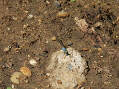 Argia apicalis