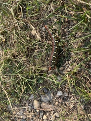 Hyles euphorbiae