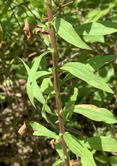 Solidago puberula