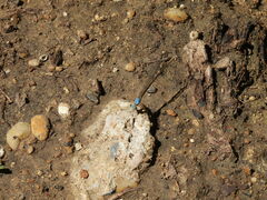 Argia apicalis