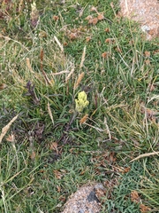 Castilleja occidentalis