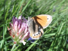 Coenonympha gardetta