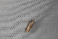 Battaristis vittella