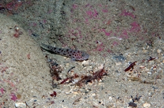 Thorogobius ephippiatus