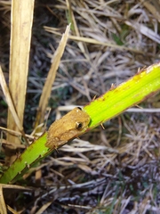 Dendropsophus sanborni