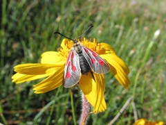 Zygaena exulans