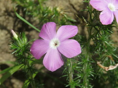 Linanthus californicus