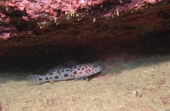 Thorogobius ephippiatus