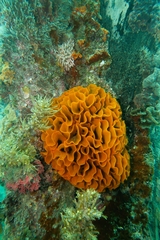 Steginoporella chartacea