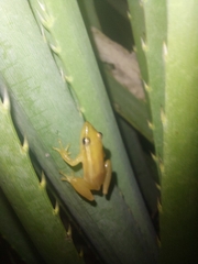 Scinax squalirostris