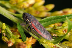 Cuerna striata