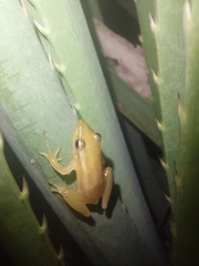 Scinax squalirostris