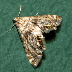 Petrophila fulicalis