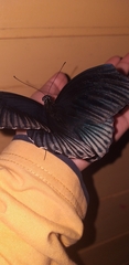 Papilio memnon