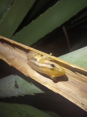 Scinax squalirostris