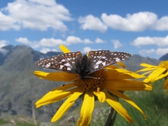 Euphydryas cynthia