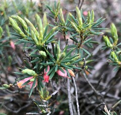 Brachyloma ericoides