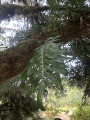Polypodium scouleri