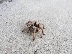 Aphonopelma chalcodes