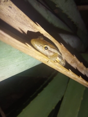 Scinax squalirostris