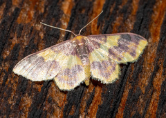 Lophosis labeculata