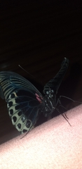 Papilio memnon
