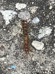 Lithobius