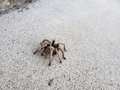Aphonopelma chalcodes