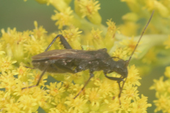Alydus