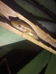 Scinax squalirostris