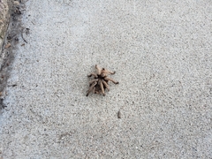 Aphonopelma chalcodes